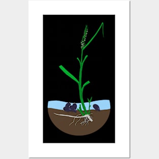 Spartina-Geukensia mutualism Posters and Art